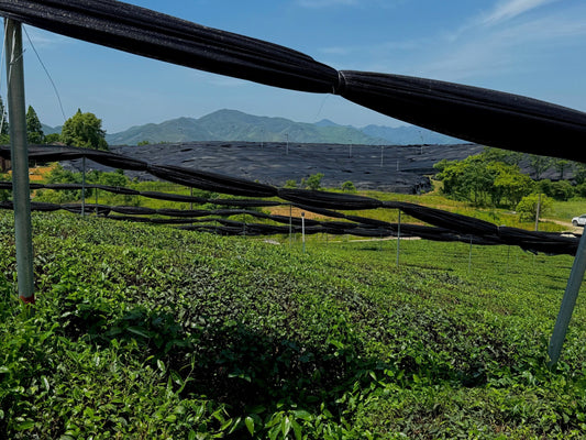 LA PROVENANCE DE NOTRE MATCHA BIO : UNE HISTOIRE DE TERRE, DE CLIMAT ET DE PASSION